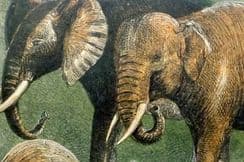 8th November 2025. Buffon & Keyl Birds & Natural History