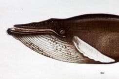 8th November 2025. Gordon Mammal Prints