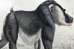 8th November 2025. Jardine Monkey Prints