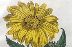 8th November 2025. John Good Natural History & Botanicals