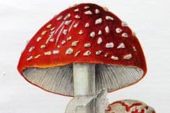 8th November 2025. MAFF Mushroom Prints