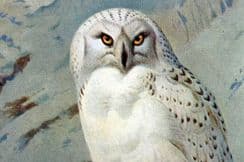 8th November 2025. Thorburn Bird Prints