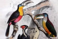 8th September 2025. Adam White Bird Prints