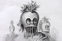 8th September 2025. d'Urville Pacific Prints