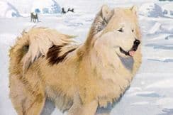 9th April 2024. Fuertes & Murayama Dog Prints