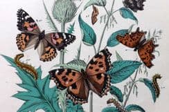 9th April 2024. Kirby Butterflies & Moths