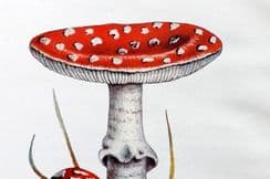 9th April 2024. MAFF Mushroom Prints