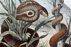 9th April 2024. Schubert Natural History Prints