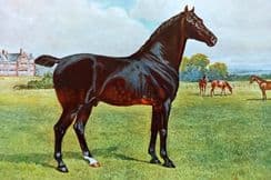 9th August 2022. Prince-Sheldon Horses & Livestock