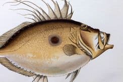 9th August 2023. Couch Fish Prints