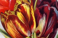 9th August 2023. John Weathers Bulbous Plants