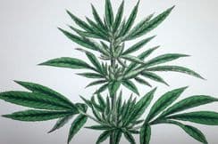 9th December 2023. Sowerby Botanical Prints