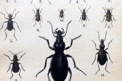 9th February 2022. Hoffman & Kirby Beetles
