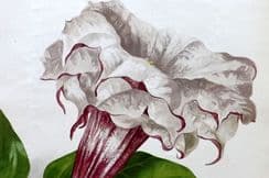 9th February 2022. The Garden Botanical Prints