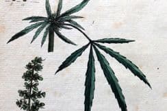 9th July 2024. Nodder & Martyn Botanical Prints