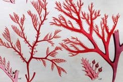 9th November 2025. Landsborough Seaweed Prints