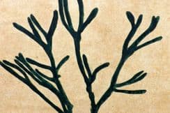 9th November 2025. Seaweed - Original Pen, Ink & Watercolours