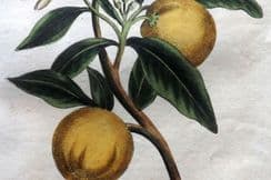 9th November 2025. Simeon Shaw Botanical Prints