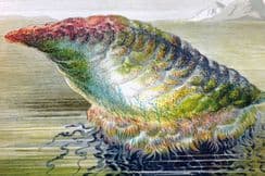 9th September 2022. Intellectual Observer Natural History etc