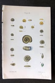 Adams 1884 Hand Col Shell Print 03