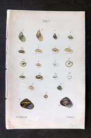 Adams 1884 Hand Col Shell Print 05