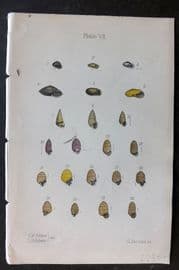 Adams 1884 Hand Col Shell Print 07