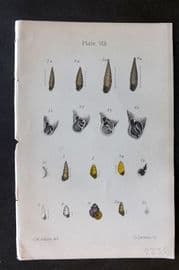 Adams 1884 Hand Col Shell Print 08