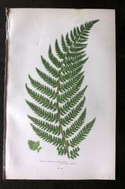 Anne Pratt 1899 Antique Fern Print. Angular Leaved Prickly Fern 296