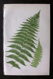Anne Pratt 1899 Antique Fern Print. Athyrium Filix-Foemina, Lady Fern 305