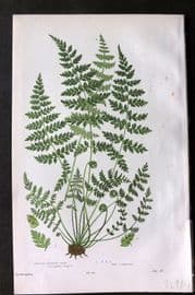 Anne Pratt 1899 Antique Fern Print. Brittle Bladder Fern 297