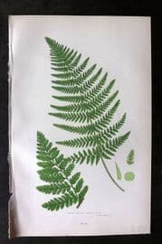 Anne Pratt 1899 Antique Fern Print. Broad Prickly Toothed Fern 293
