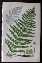 Anne Pratt 1899 Antique Fern Print. Common Brake 309