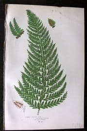 Anne Pratt 1899 Antique Fern Print. Common Prickly Fern 295