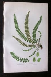Anne Pratt 1899 Antique Fern Print. Common Wall Spleenwort 304