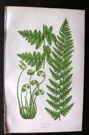 Anne Pratt 1899 Antique Fern Print. Crested Fern 290