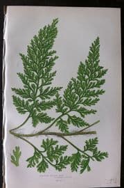 Anne Pratt 1899 Antique Fern Print. European Whistle Fern 311