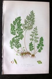 Anne Pratt 1899 Antique Fern Print. Fine Leaved Gynogram, Parsley Fern 284