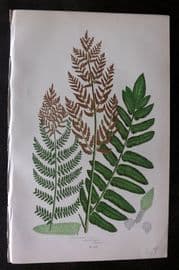 Anne Pratt 1899 Antique Fern Print. Flowering Fern 313