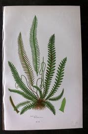 Anne Pratt 1899 Antique Fern Print. Hard Fern 308