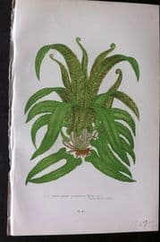 Anne Pratt 1899 Antique Fern Print. Harts-Tongue Spleenwort 307