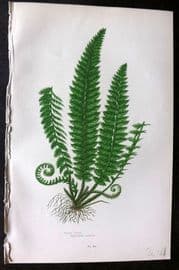 Anne Pratt 1899 Antique Fern Print. Holly Fern 294