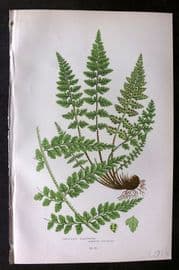 Anne Pratt 1899 Antique Fern Print. Lanceolate Spleenwort 300