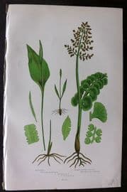 Anne Pratt 1899 Antique Fern Print. Moonwort, Common Adders Tongue 314