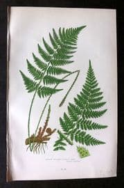 Anne Pratt 1899 Antique Fern Print. Narrow Prickly Toothed Fern 292