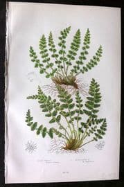 Anne Pratt 1899 Antique Fern Print. Oblong Woodsia, Round Leaved Woodsia 285