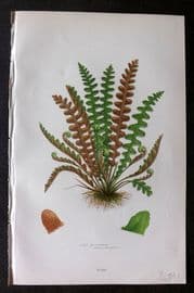 Anne Pratt 1899 Antique Fern Print. Scaly Spleenwort 305A