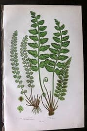 Anne Pratt 1899 Antique Fern Print. Sea & Green Spleenwort 303