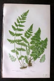Anne Pratt 1899 Antique Fern Print. Toothed Bladder, Dickies Fern 298