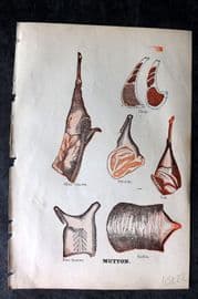 Artemas Ward 1883 Food Print. Meat - Mutton Lamb