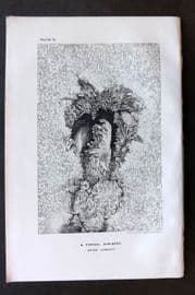 Ball C1900 Antique Astronomy Print. A Typical Sun-Spot 02